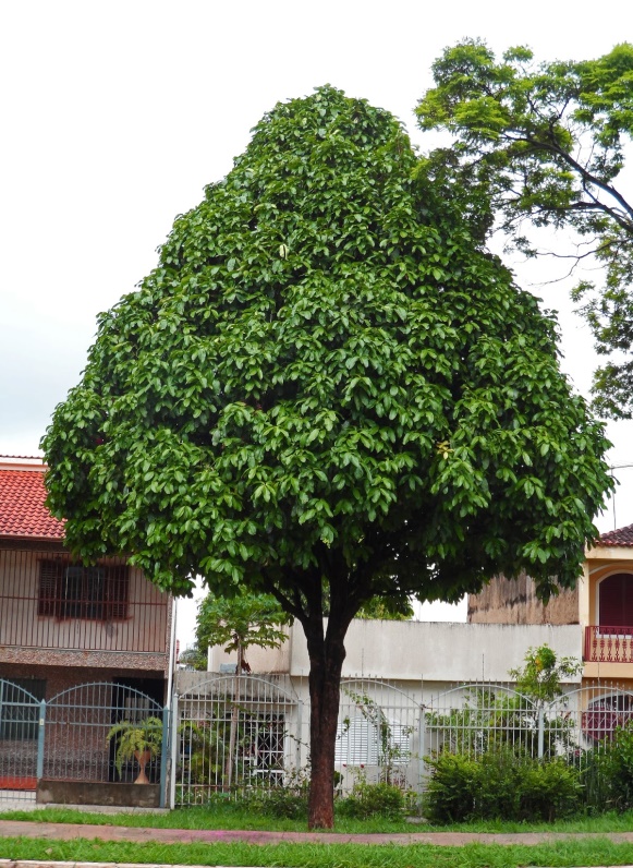 Jambo vermelho – Syzygium malaccense L.O