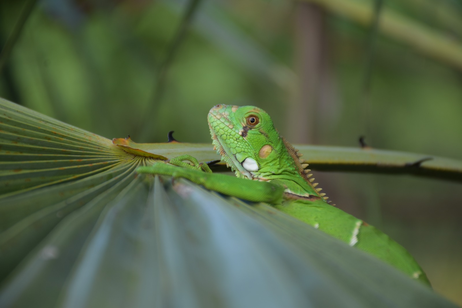 Meio ambiente lança II concurso de fotografia