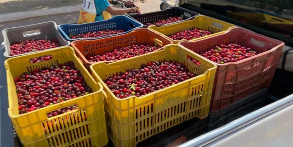 Mais de 600 quilos de acerola entregues em escolas